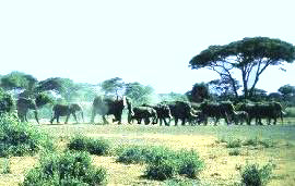 Elephant niokolo koba