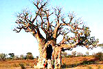 Senegal insolite baobab 0