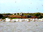 Senegal parc djoudj 4